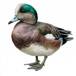 American Wigeon