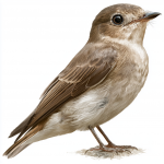 Asian Brown Flycatcher