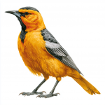 Baltimore Oriole