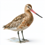 Bar-tailed Godwit