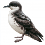 Barolo Shearwater