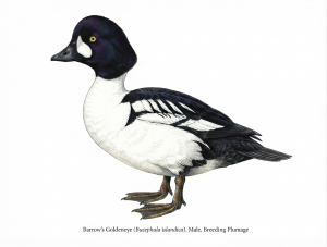 Barrow’s Goldeneye