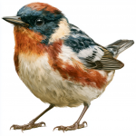 Bay-breasted Warbler