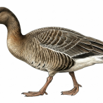 Bean Goose