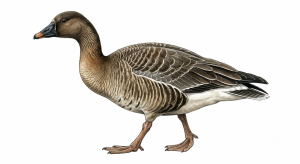 Bean Goose