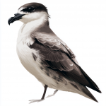 Black-capped Petrel