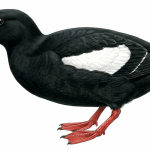 Black Guillemot