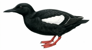 Black Guillemot