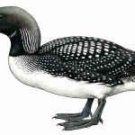 Black-throated Diver