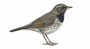 Black-throated Thrush