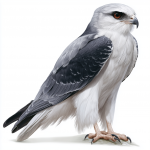 Black-winged Kite
