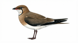 Black-winged Pratincole