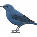 Blue Rock Thrush