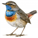 Bluethroat
