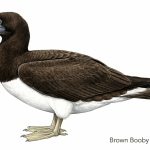 Brown Booby