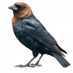 Brown-headed Cowbird