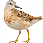 Buff-breasted Sandpiper