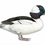 Bufflehead