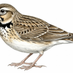 Calandra Lark