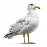 Caspian Gull