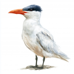 Caspian Tern