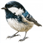 Coal Tit