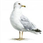 Common Gull