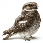 Common Nighthawk