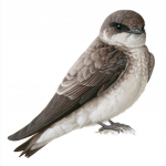Crag Martin