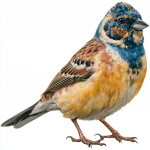 Cretzschmar's Bunting
