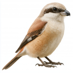 Daurian Shrike