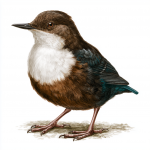 Dipper
