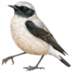 Eastern Black-eared Wheatear