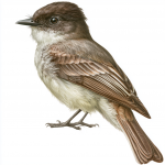Eastern Phoebe