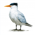 Elegant Tern