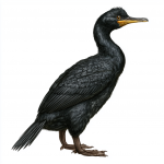 European Shag