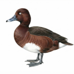 Ferruginous Duck