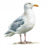 Glaucous-winged Gull