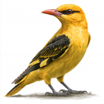 Golden Oriole