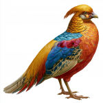 Golden Pheasant