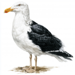 Great Black-backed Gull