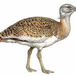 Great Bustard
