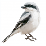 Great Grey Shrike