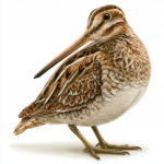 Great Snipe