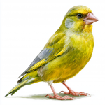 Greenfinch