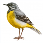 Grey Wagtail