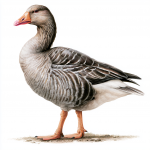 Greylag Goose