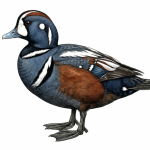 Harlequin Duck