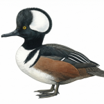 Hooded Merganser