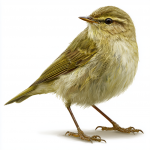 Iberian Chiffchaff